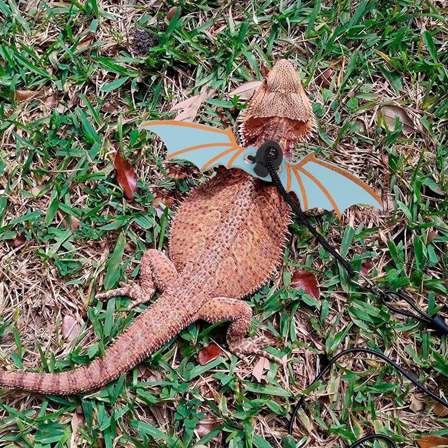 Bearded Dragon Harness, Blue, Wing Style, Animal Harness, 3 Size Pack, Soft Leather, Durable Nylon Rope, Removable Leash, Suitable for Baby to Adult Beardies